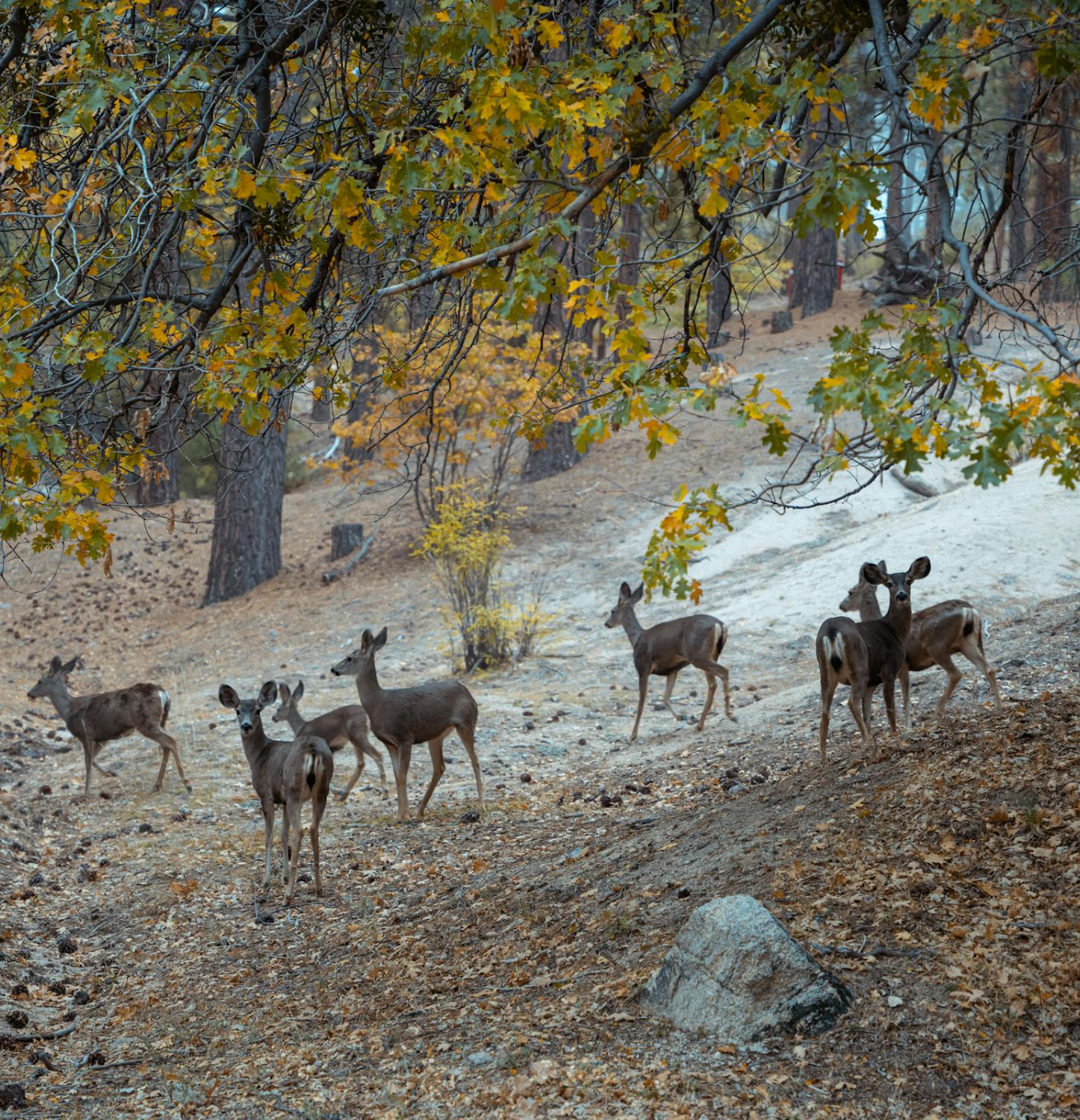Wildlife Protection